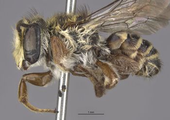 Media type: image;   Entomology 25438 Aspect: habitus lateral view